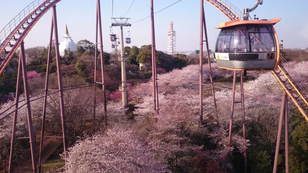 Kanto Cherry Blossom | Best Viewing Spots