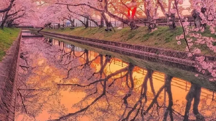 Hankou Riverside Cherry Blossom