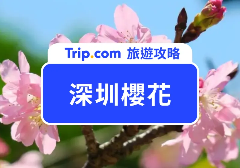深圳櫻花