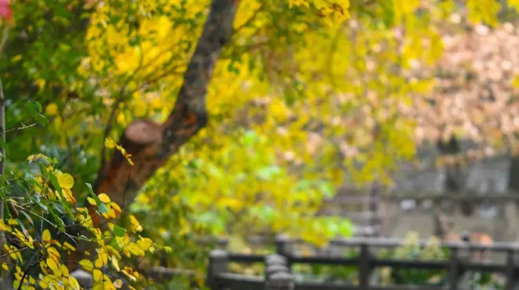 Best Time to Visit Shanghai Zoo