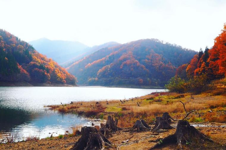 【九頭竜湖】紅葉の見頃は11月上旬~11月下旬