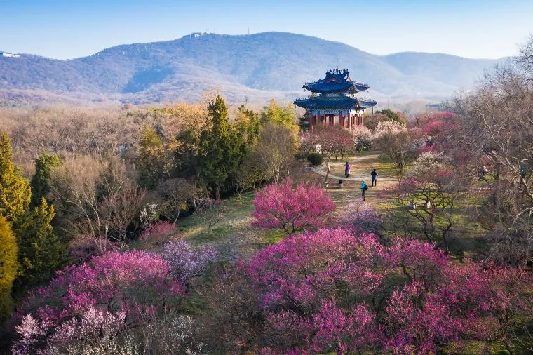 南京氣溫 - 梅花山