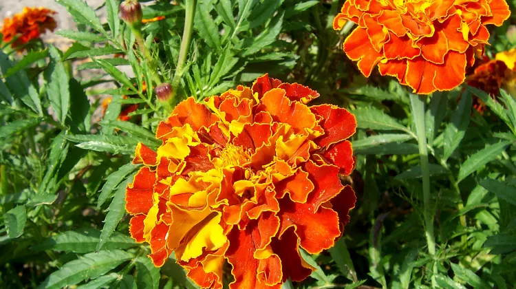 What are Symbols Associated with the Day of the Dead?