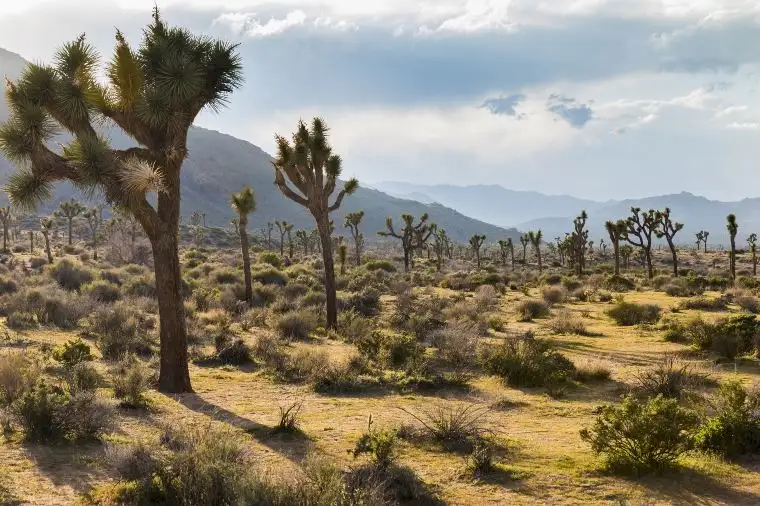 Things to Do in Los Angeles- Take a Hike to Joshua Tree National Park