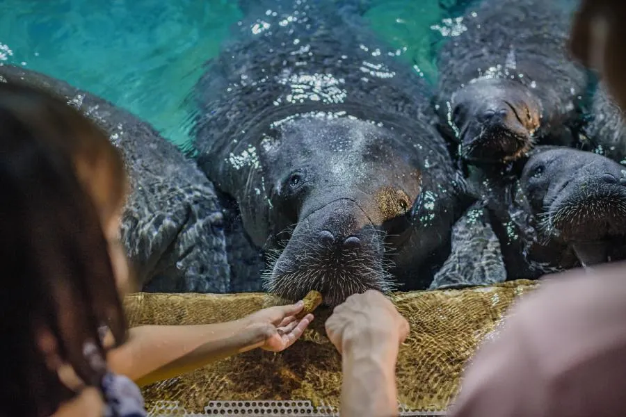 Things to do at River Wonders: Join immersive wildlife experiences