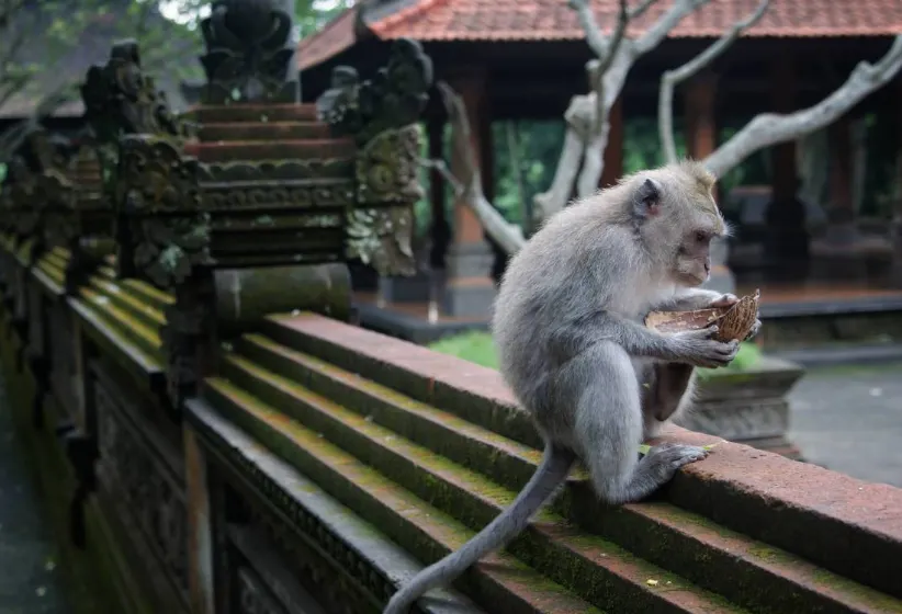 Harga Tiket Monkey Forest Bali-Trip.com