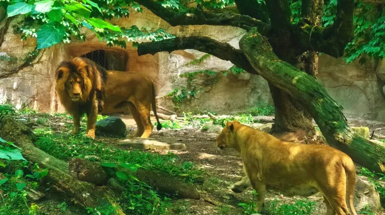 Things to Do at Shanghai Zoo