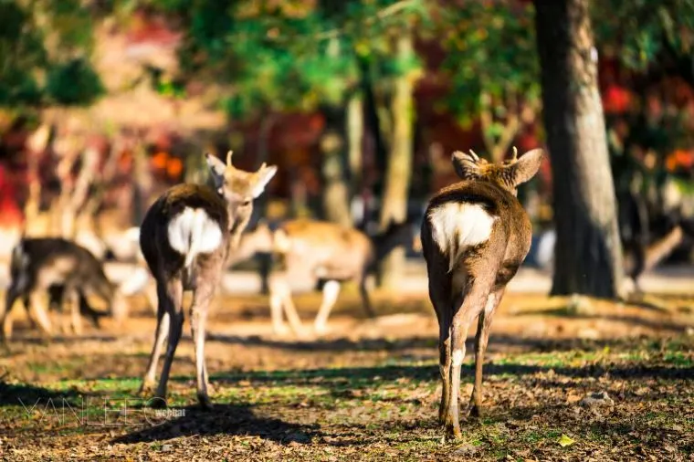 Best Attractions in Nara in October