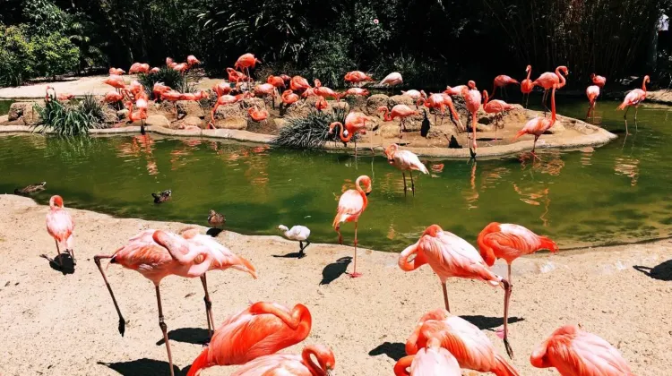 What is the San Diego Zoo?