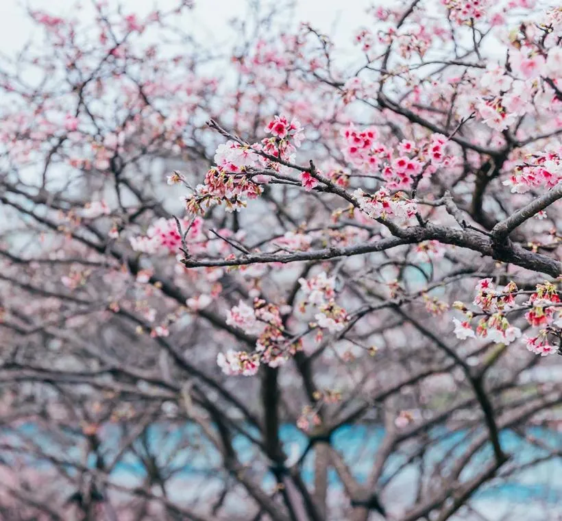 內湖樂活公園