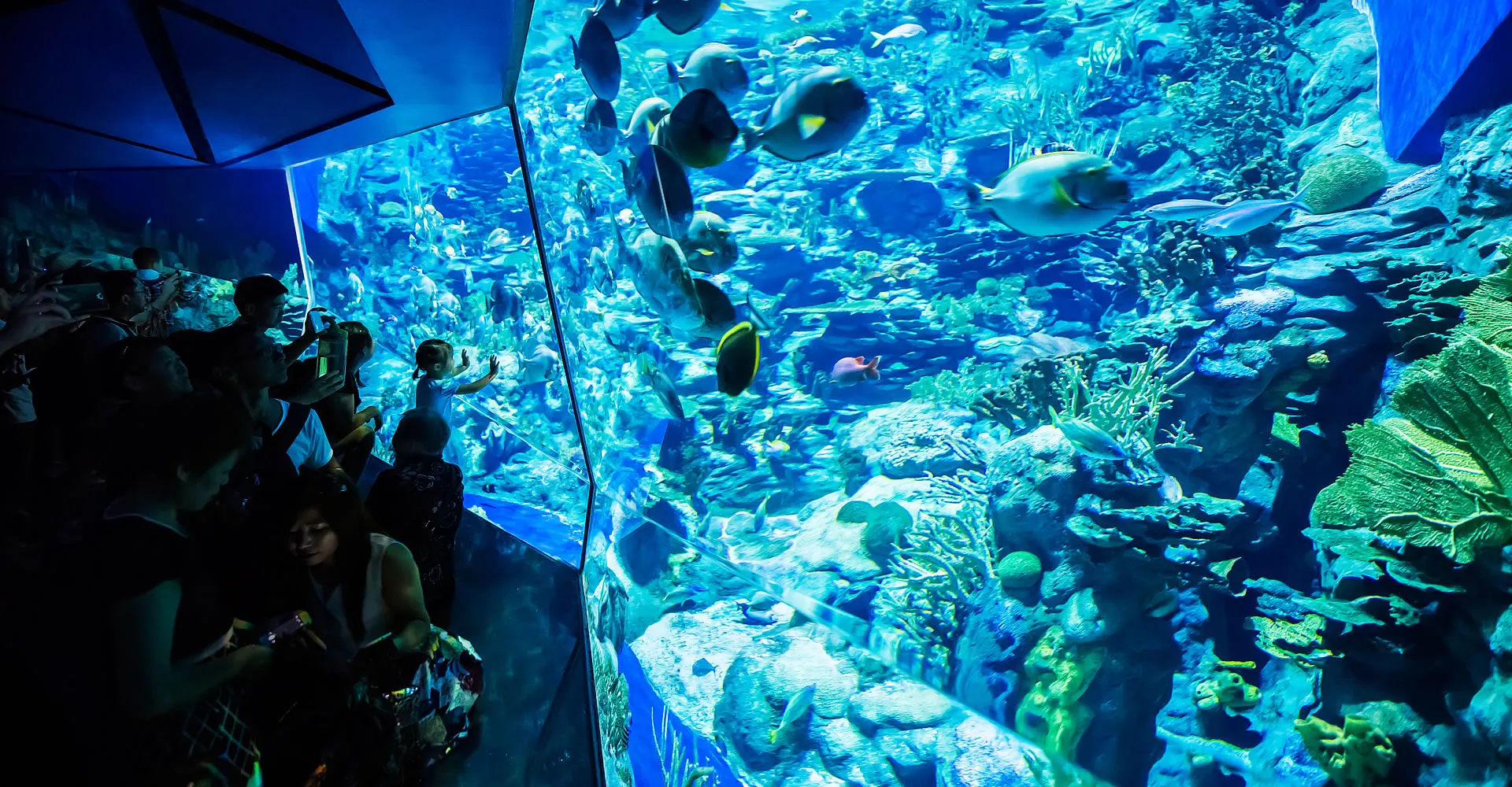 What are the Must-see Attractions at Ocean Park Hong Kong?