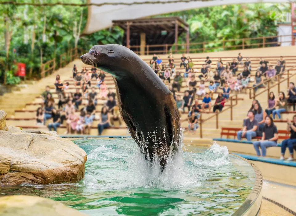 Things to do at Singapore Zoo