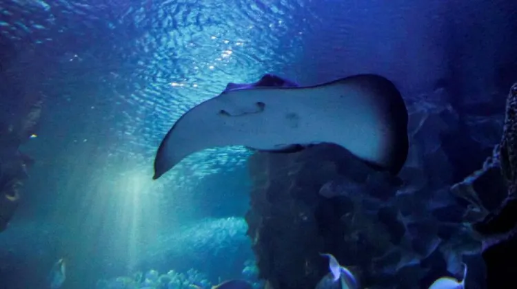 Waktu terbaik untuk pergi ke Aquaria KLCC