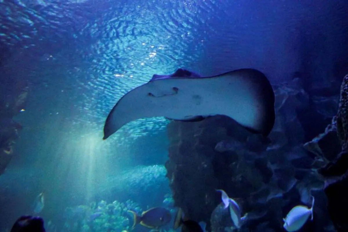 Waktu terbaik untuk pergi ke Aquaria KLCC