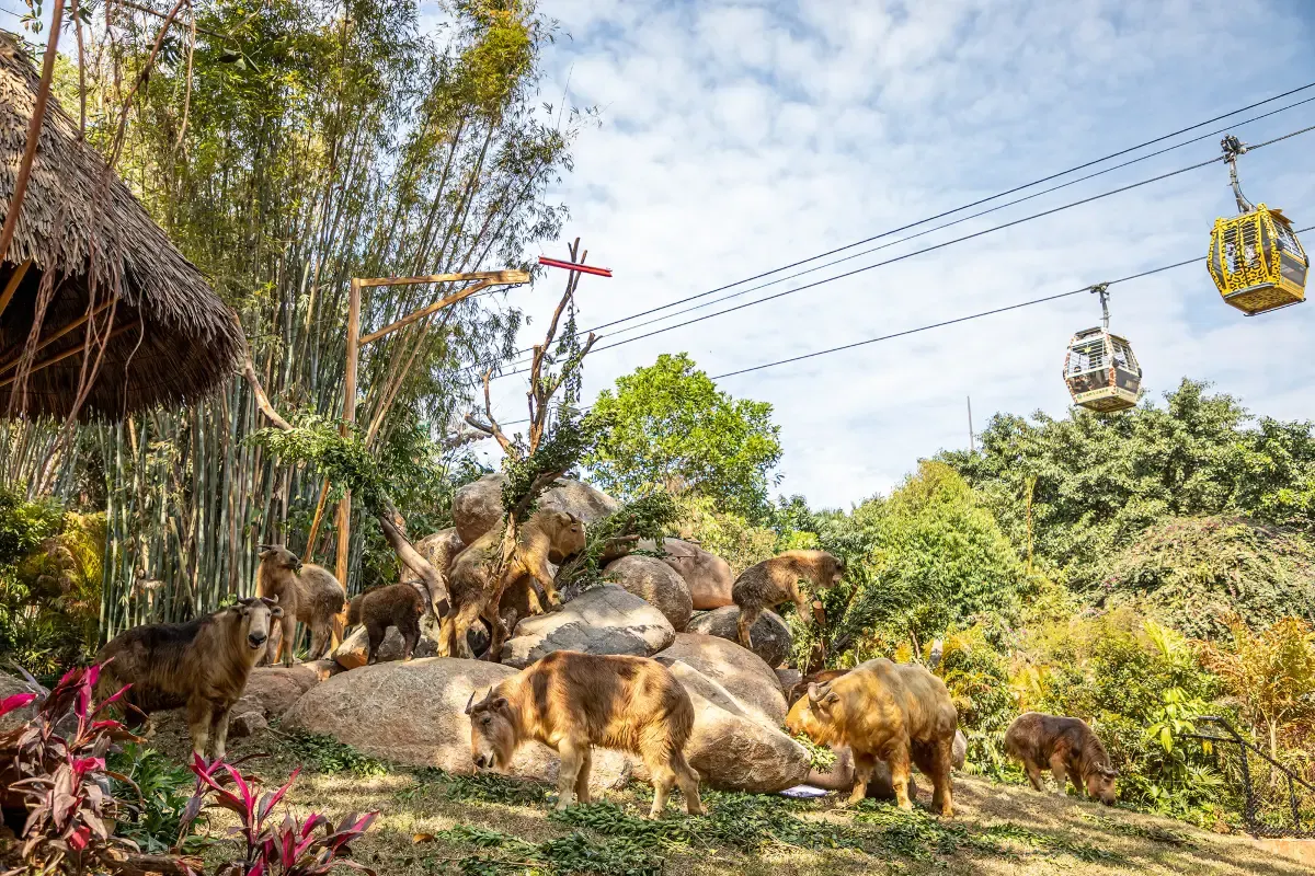 Things to Do in Guangzhou: Meet animals at Chimelong Safari Park