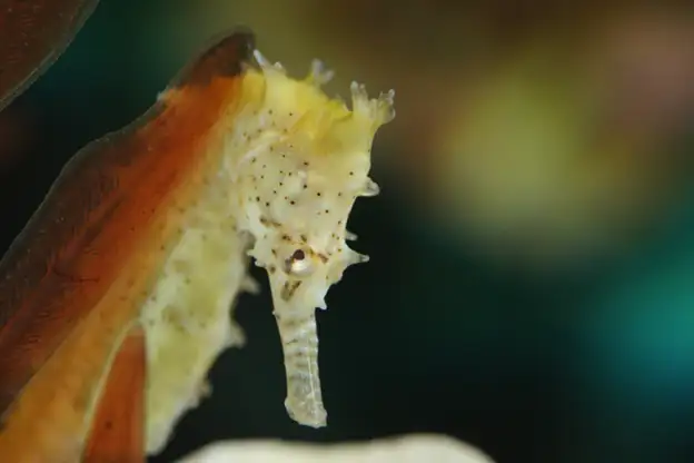 Close-up of a seahorse