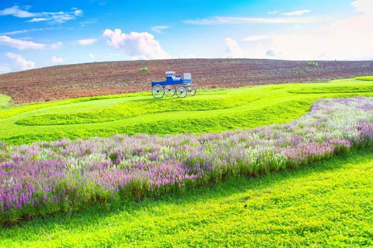 ชมทุ่งดอกไม้ที่สิงห์ปาร์ค