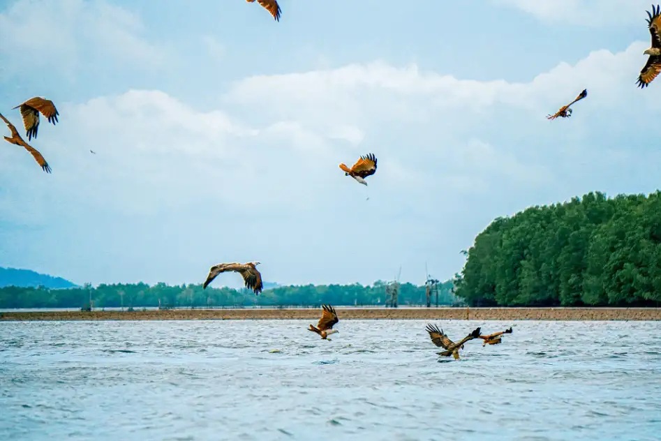 ชมเหยี่ยวแดง หมู่บ้านไร้แผ่นดิน