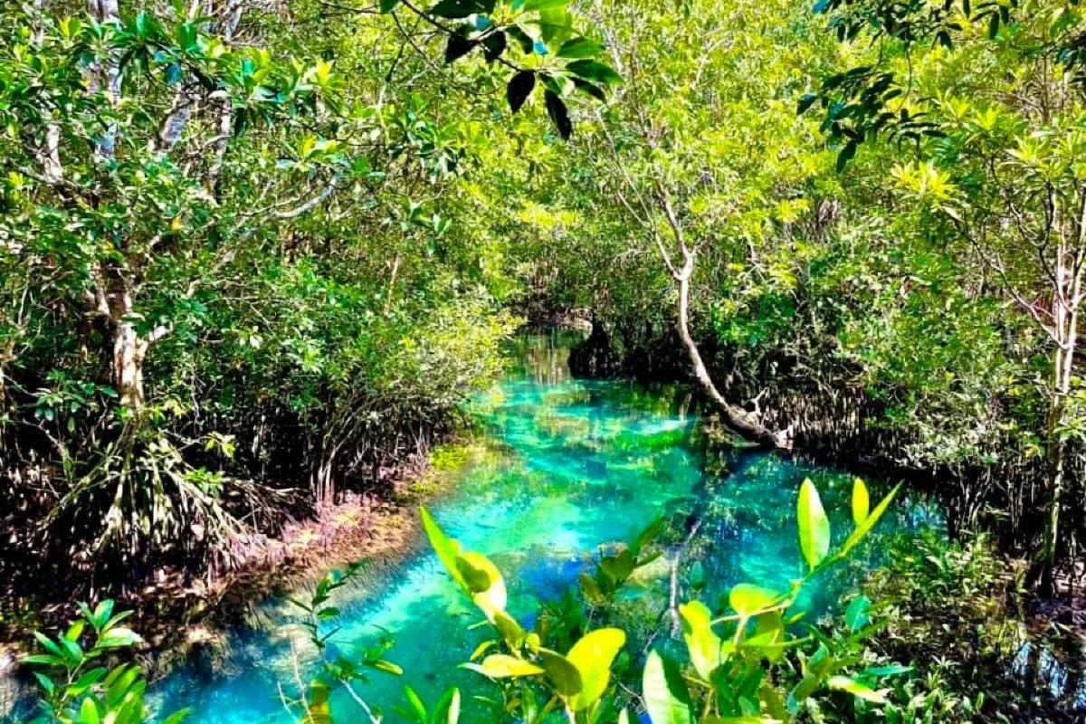 ป่าพรุท่าปอม คลองสองน้ำ กระบี่