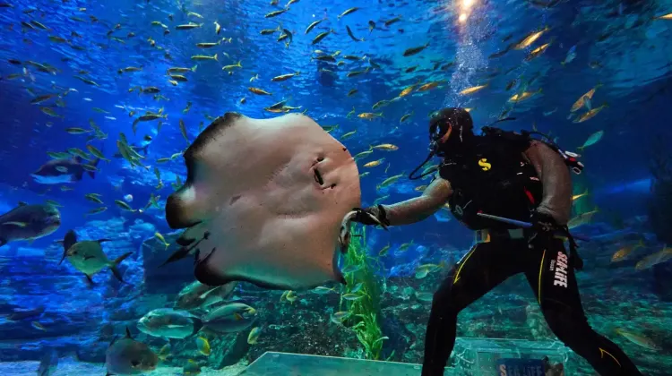 必見！シーライフ釜山アクアリウムの見どころ