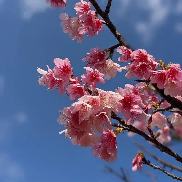 名護城公園（名護中央公園）