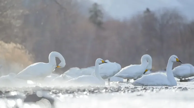釧路のお土産選びでよくある質問