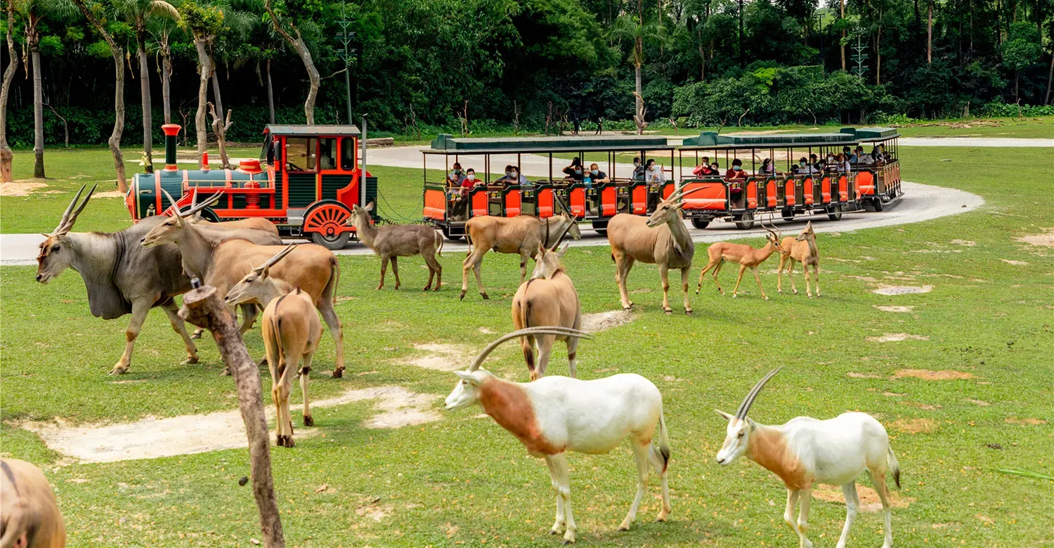 What to Do and See at Chimelong Safari Park