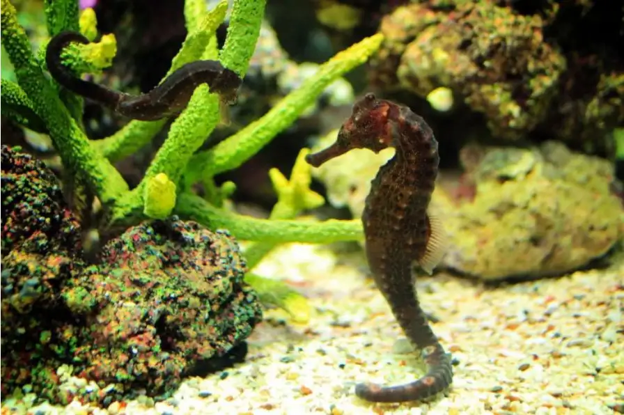 ซีไลฟ์แบงคอก