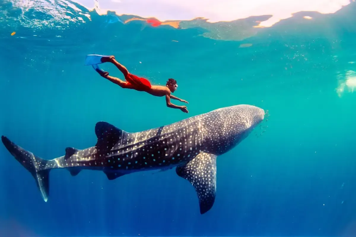 オスロブ・ジンベエザメ・ウォッチング