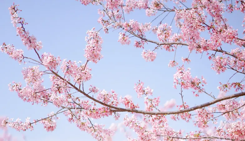 2025 Korean Cherry Blossoms: Blooming Time Comparison