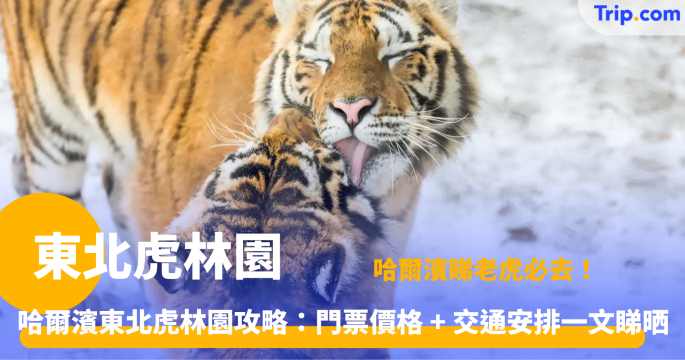 東北虎林園頭部
