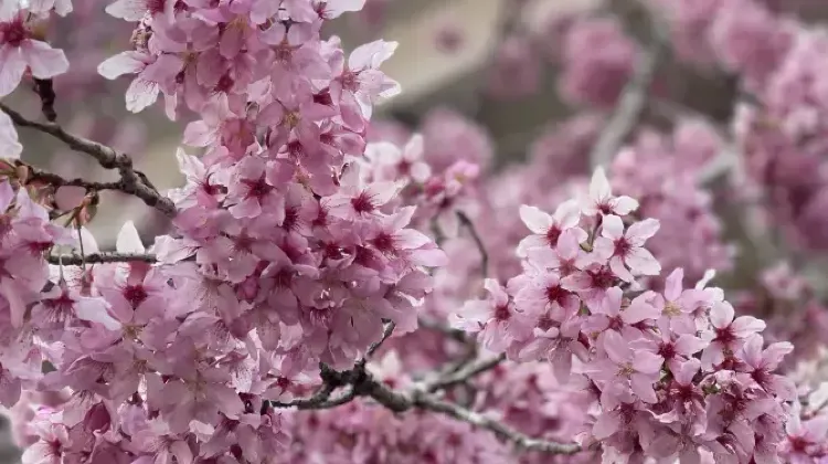 阿里山氣溫 - 櫻花季