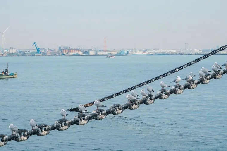 Best Attractions in Yokohama in December