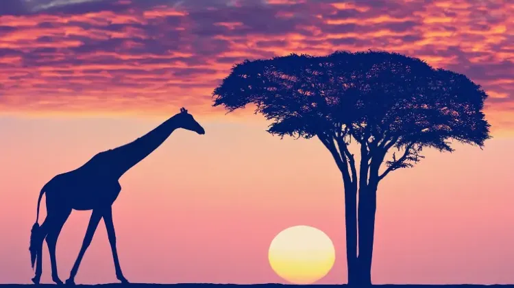 治安の良いタンザニアに出掛けよう！