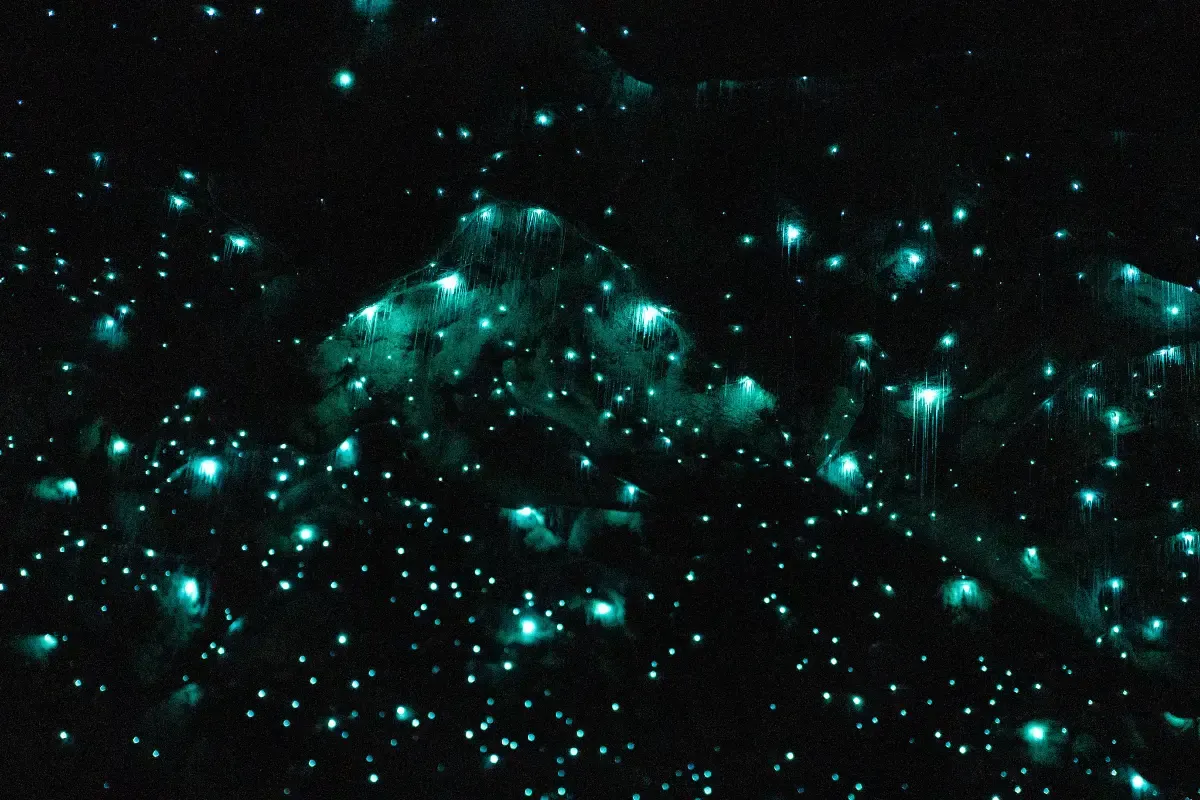 Waitomo Caves in New Zealand