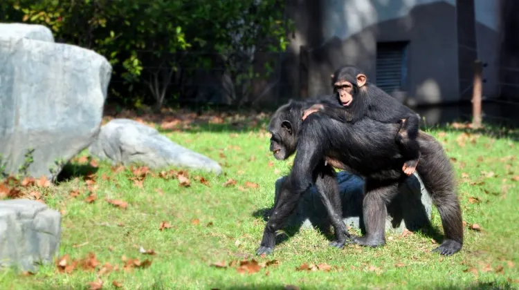 Things to Do at Shanghai Zoo