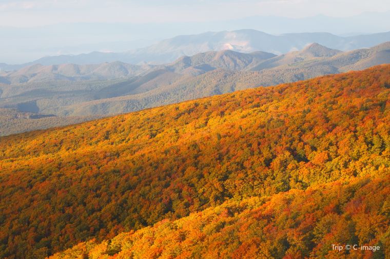 【八甲田山-ロープウェイはおすすめ】紅葉の見頃は10月上旬~10月下旬