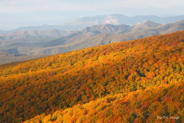 【八甲田山-ロープウェイはおすすめ】紅葉の見頃は10月上旬~10月下旬