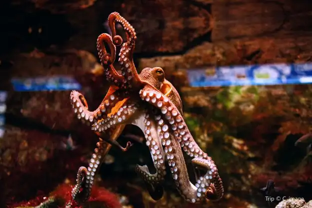 octopus