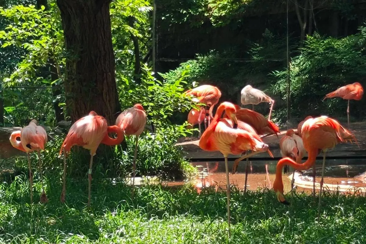 Shanghai Zoo Animals in Each Area