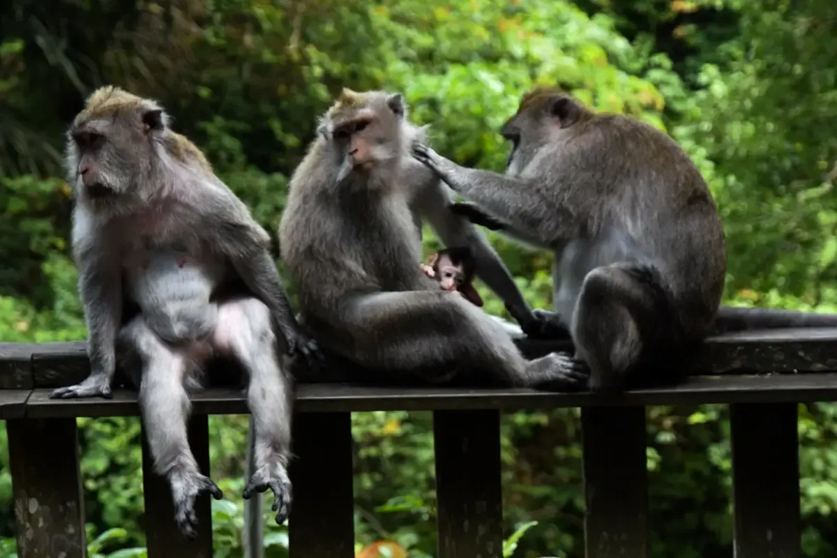 9. Objek Wisata di Bali-Sacred Monkey Forest Sanctuary
