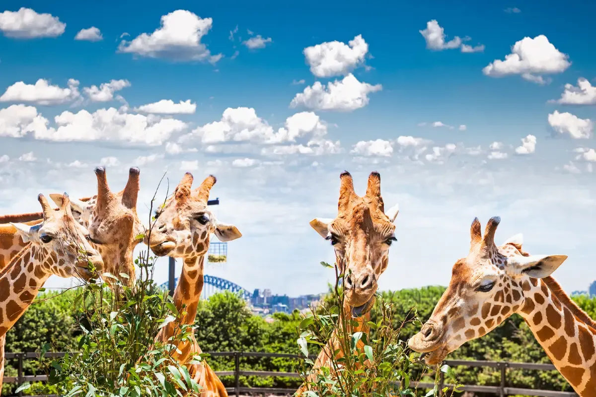 2. Tempat Wisata di Australia-Taronga Zoo Sydney
