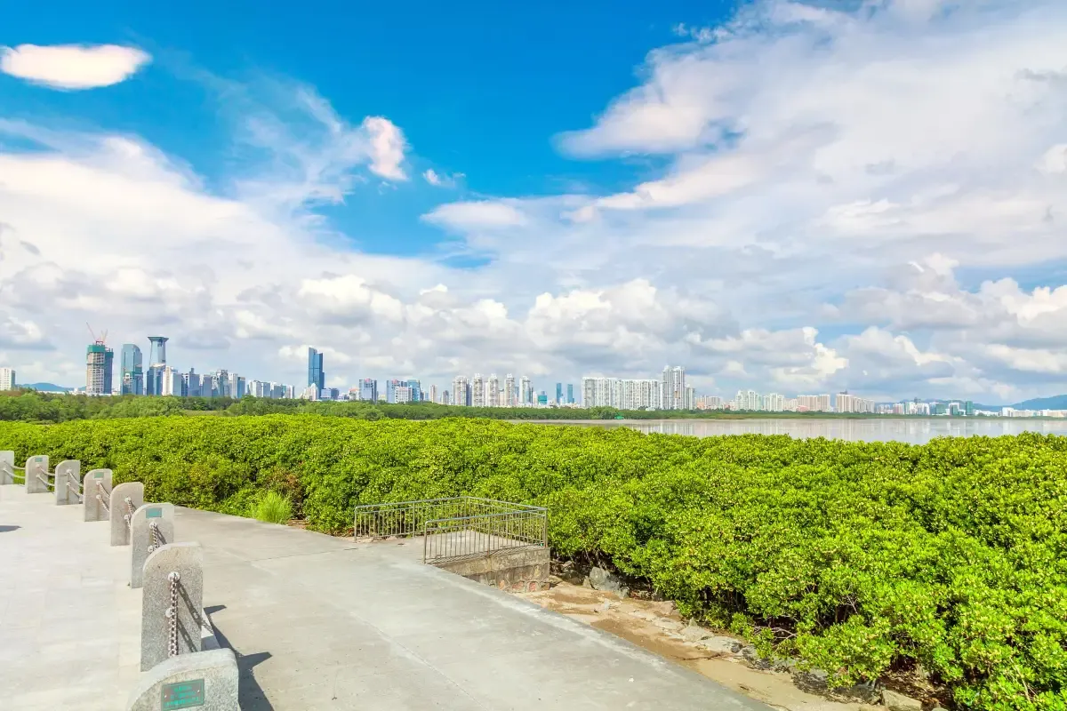 深圳地圖 | 紅樹林自然保護區