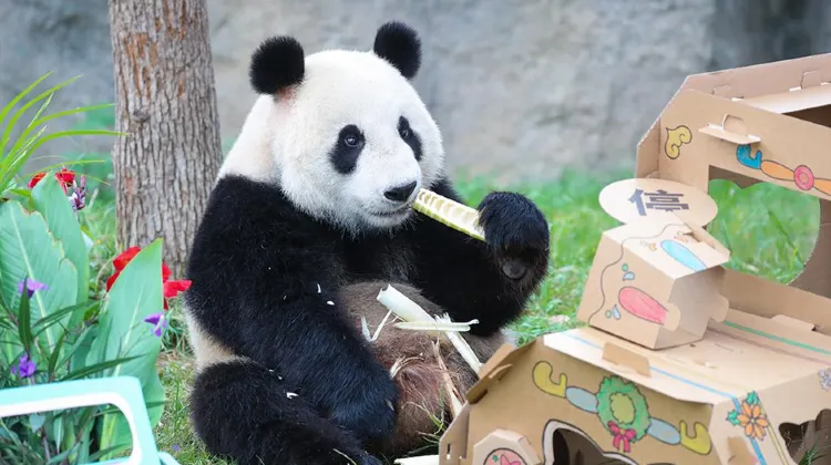 上海野生動物園