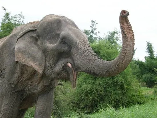 ที่เที่ยวหัวหิน#33 ปางช้างหัสดินทร์