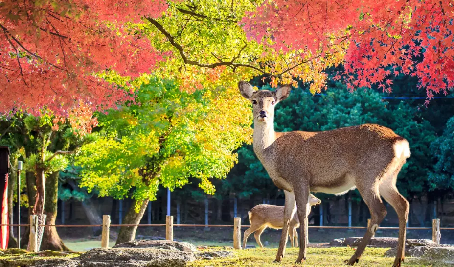 Best time to visit Japan