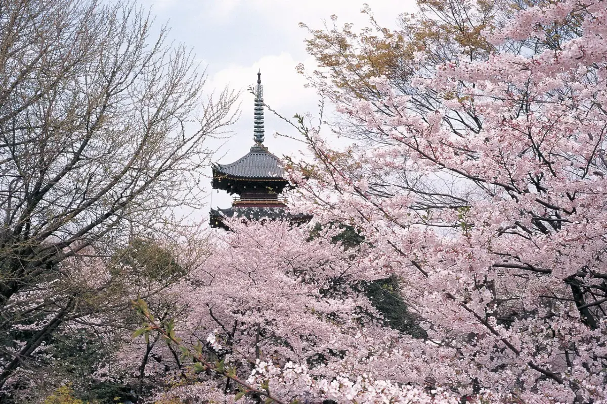 See cherry blossom in Japan