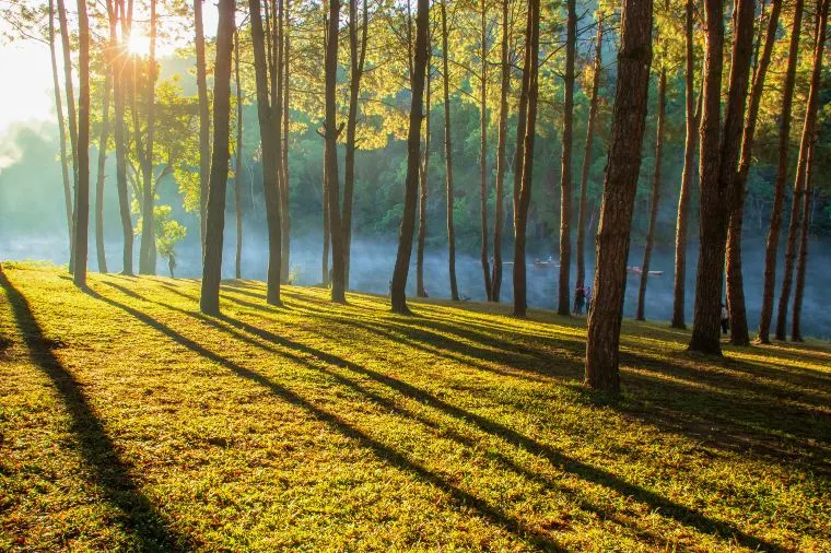 深圳氣溫 - 中心公園