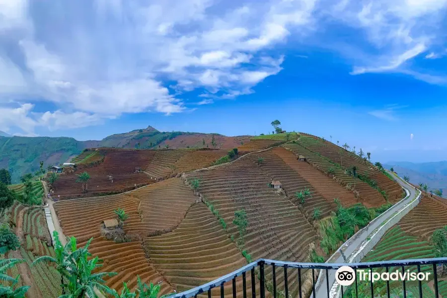 Wisata Kuningan - Terasering Panyaweuyan