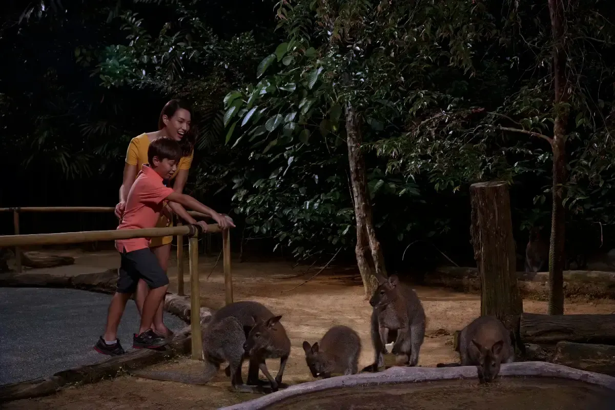 ナイトサファリのベストシーズン